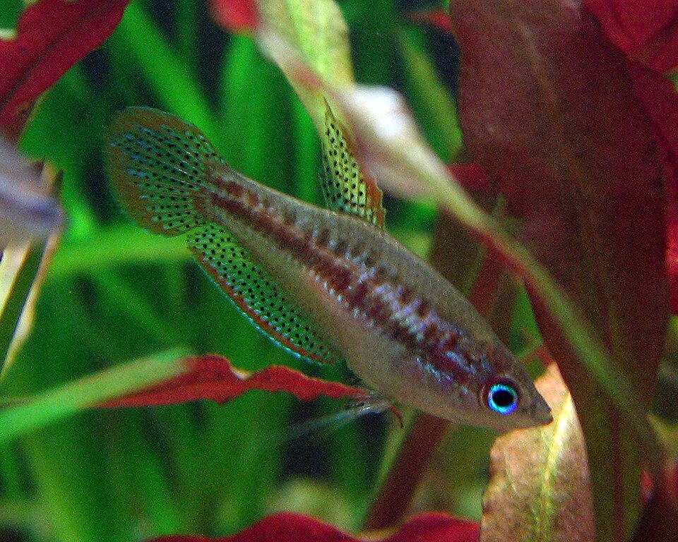 Sparkling gourami