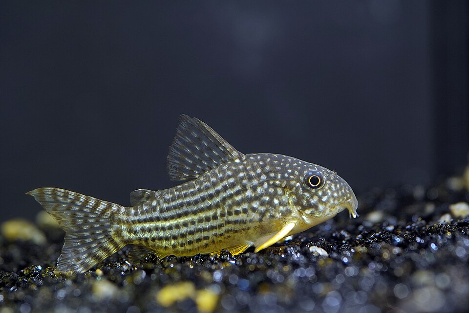 Sterba's corydoras