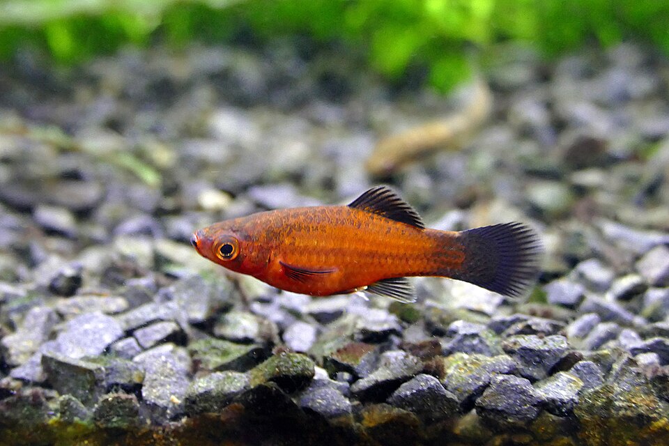 Swordtail
