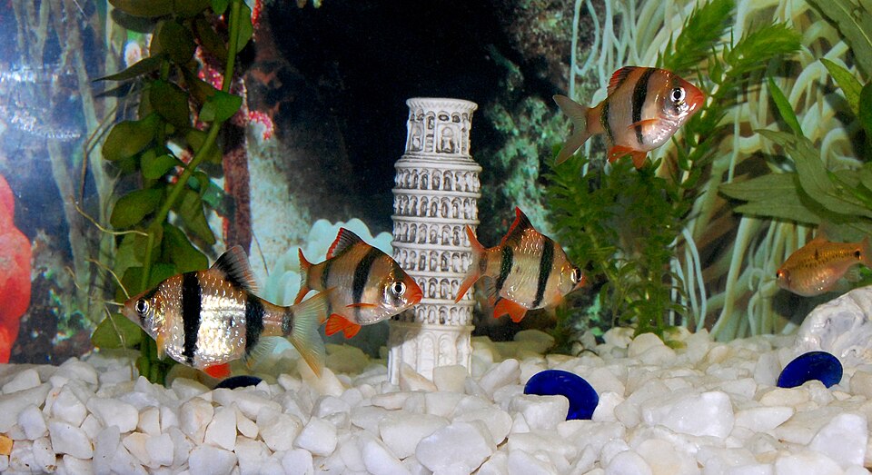 Tiger barb