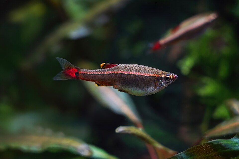 White cloud mountain minnow