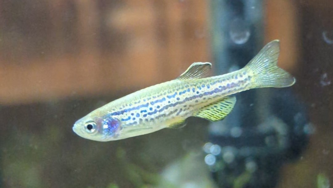 Zebra danio